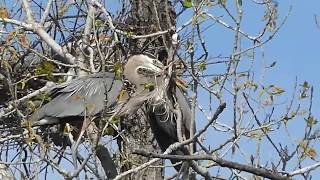 Great Blue Herons building Nests in Texas