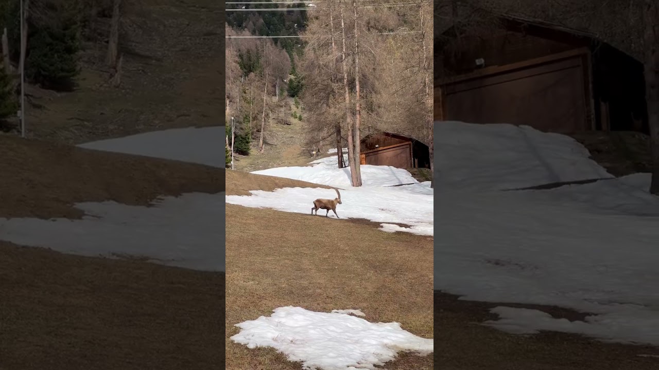 Eine tierische Wanderbegleitung in Pontresina 🐐 