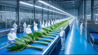 High-Tech Banana Stem Factory Process: Eco-Fiber Manufacturing ( full process )