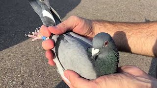 Как поймать голубя руками. Очень просто. How to catch a pigeon.