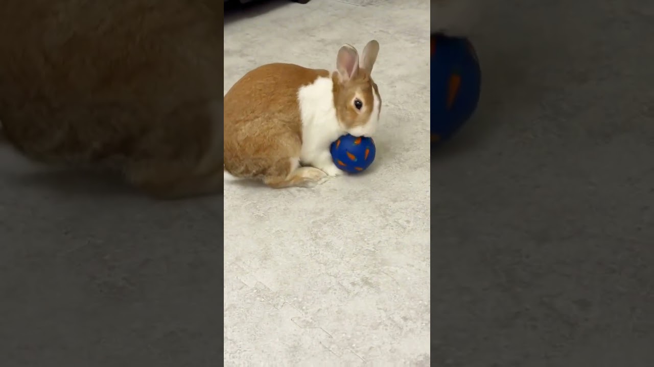 【うさぎ】おやつのために頑張ってるなぎ♡ 縮圖