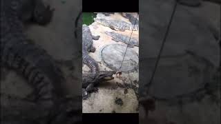 Bizimkiler Timsah Beslerse screenshot 5