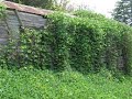 Amazing Idea  way to get rid of invasive Vines in hours.