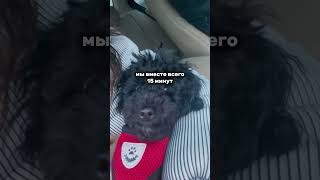 Вы помните вашу первую встречу?🥹 Spets Шампунь с кондиционером 2в1 Артикул ВБ 164158696