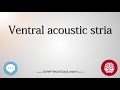 Ventral acoustic stria   anatomy of the brain   seehearsaylearn 