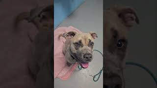 Meet Timestamped Ben