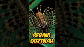 Kelabang Rumah: Monster Kecil yang Sering Difitnah! 😢 #short #foryou #animals #housecentipede #facts