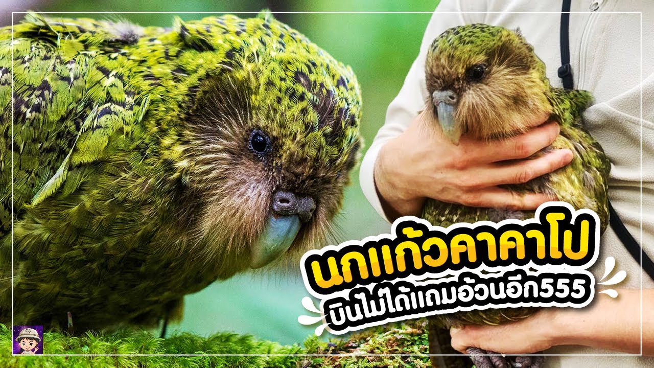 นกเเก้วอ้วนคาคาโป อ้วนไม่พอเเถมบินไม่ได้หนึ่งเดียวในโลก #นกเเก้ว ...