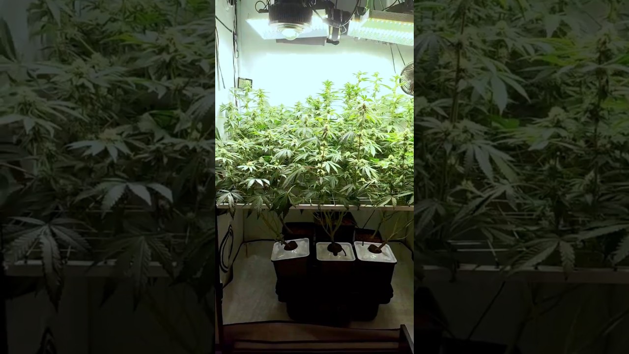 APPLE FRITTER 🍎IN HYDRO/AEROPONICS DAY 24 FLOWER (lumpys cut) 