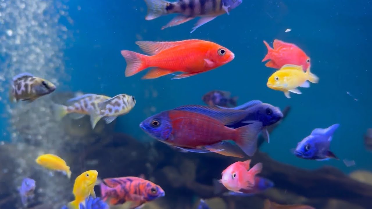 Malawi Cichlid Biotope, A MUST WATCH!!! 