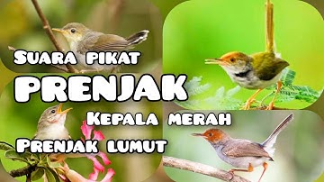 MP3|| suara pikat prenjak kepala merah || dan prenjak lumut #caramikat #pikatburung