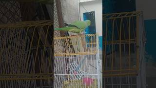 Parrot sound 😘🦜 #talkingparot #youtubeshorts #parrot #shorts #cute