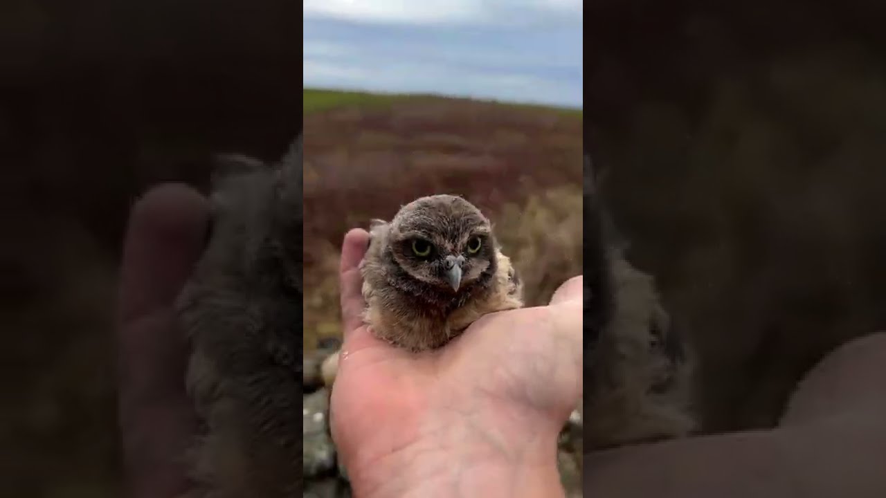 Wildlife Conservationist Placing Baby Owls Back in their Burrow || ViralSea