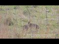 Hare mating explained / Hazen paring uitgelegd (Lepus lepus)