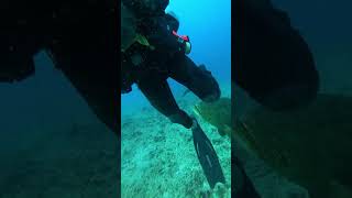 A Scuba Diver Is Defending His Lobster From A Hungry Goliath Grouper