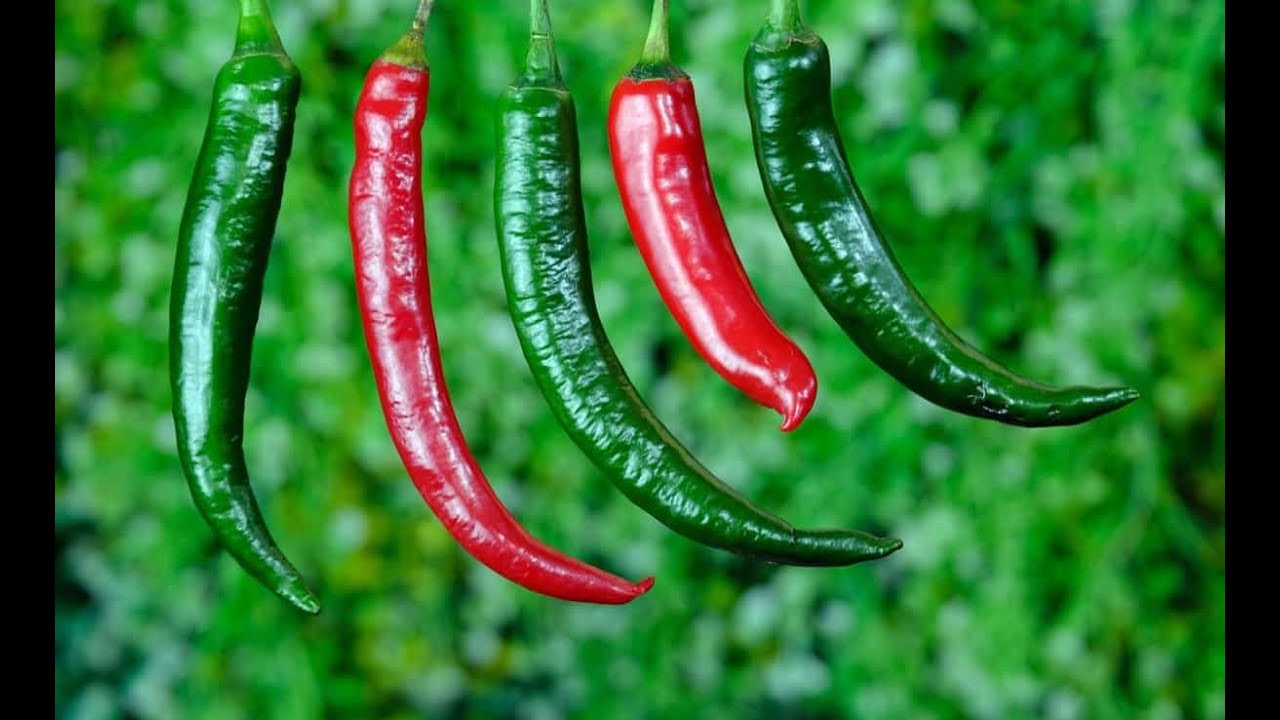 ఆరు ఎకరాల మిరప | రెండు ఎకరాల వేరుశెనగ | Mirchi Farming | Green Chilli | Red Chilli Cultivation