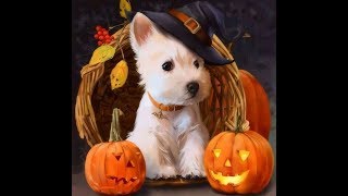 Cats and Dogs in Halloween Costumes Videos 2017