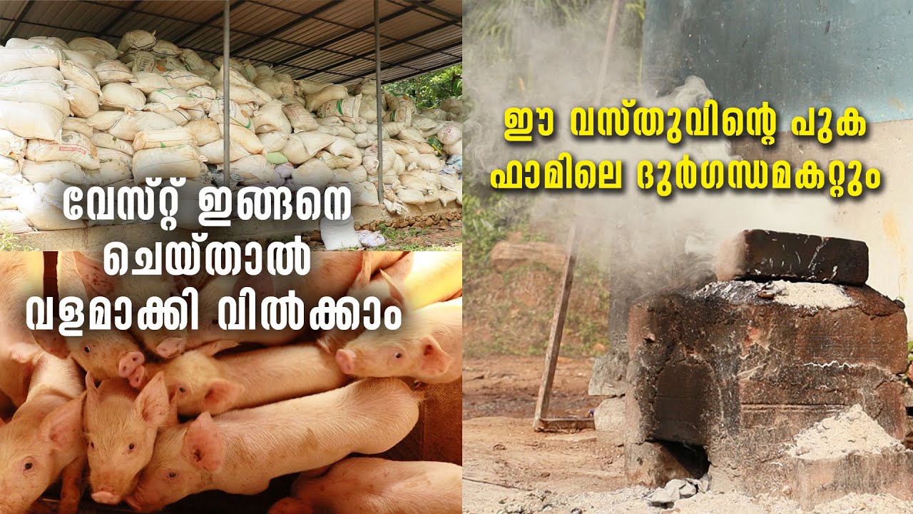പന്നിഫാമിൽ നിന്ന് ഇരട്ടി ലാഭമുണ്ടാക്കാനുള്ള എളുപ്പ മാർ​ഗങ്ങൾ| Farm Waste Management