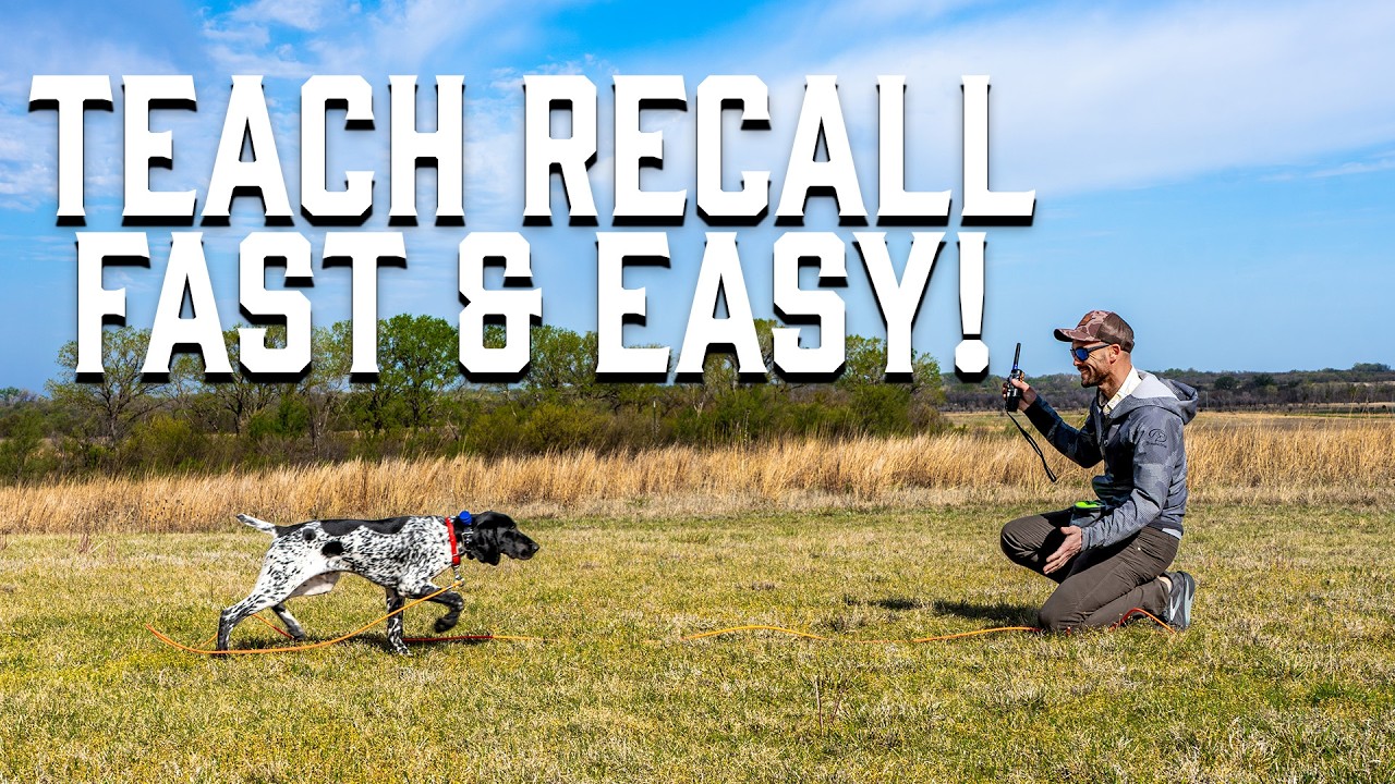 FIX Recall Problems | EASY Collar Conditioning for Puppies