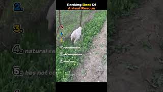 Thank You For Watching, Thank You For Liking,I Wish You Happiness.