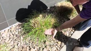 High Country Gardens: Ornamental Grass Care Tips