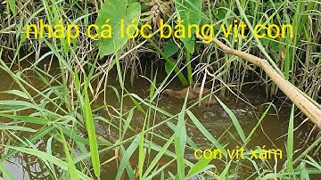 Câu cá lóc bằng vịt con Phương fishing , hunting trap