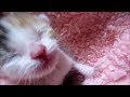 子猫赤ちゃん保護 鳴き声が大きいから先住猫がガン見する