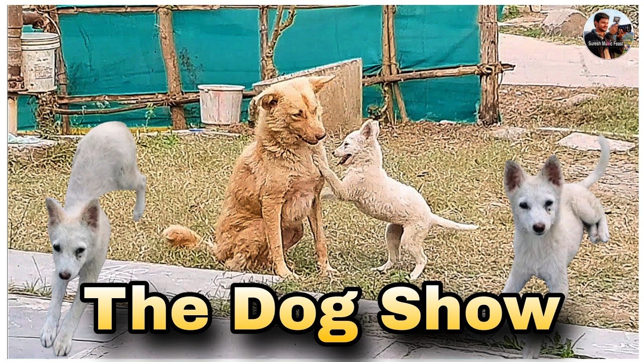 The Dog Show | Dog Show 2026 | Best Of Dog Show | The Dog | Cute Dogs ...