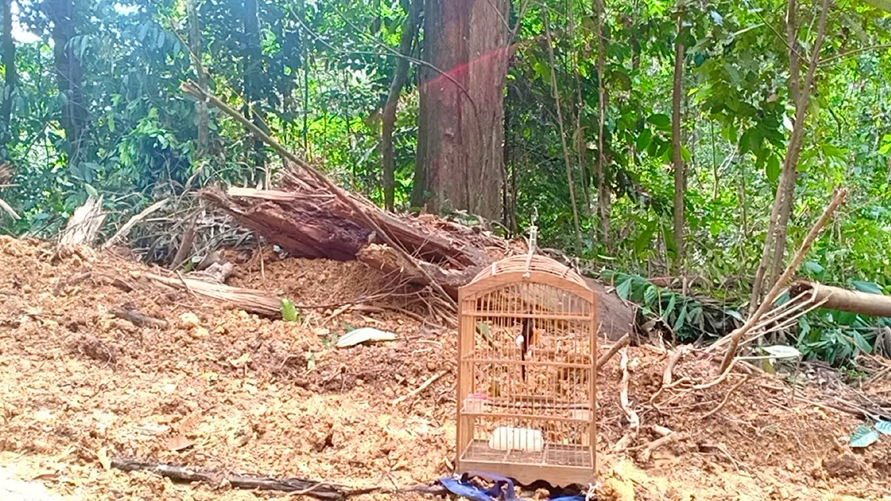 Menangkap murai muda hutan dengan mudah YouTube