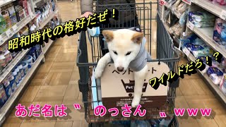 【第２２話　白柴ノンくん　ネットで名前入りの服を買って買い物きました　格好がオッサンでした！その後ペットコーナーに行ったノンくんは…】