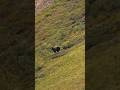 шантаж голосом охота выстрел#challenge#chase#hunting