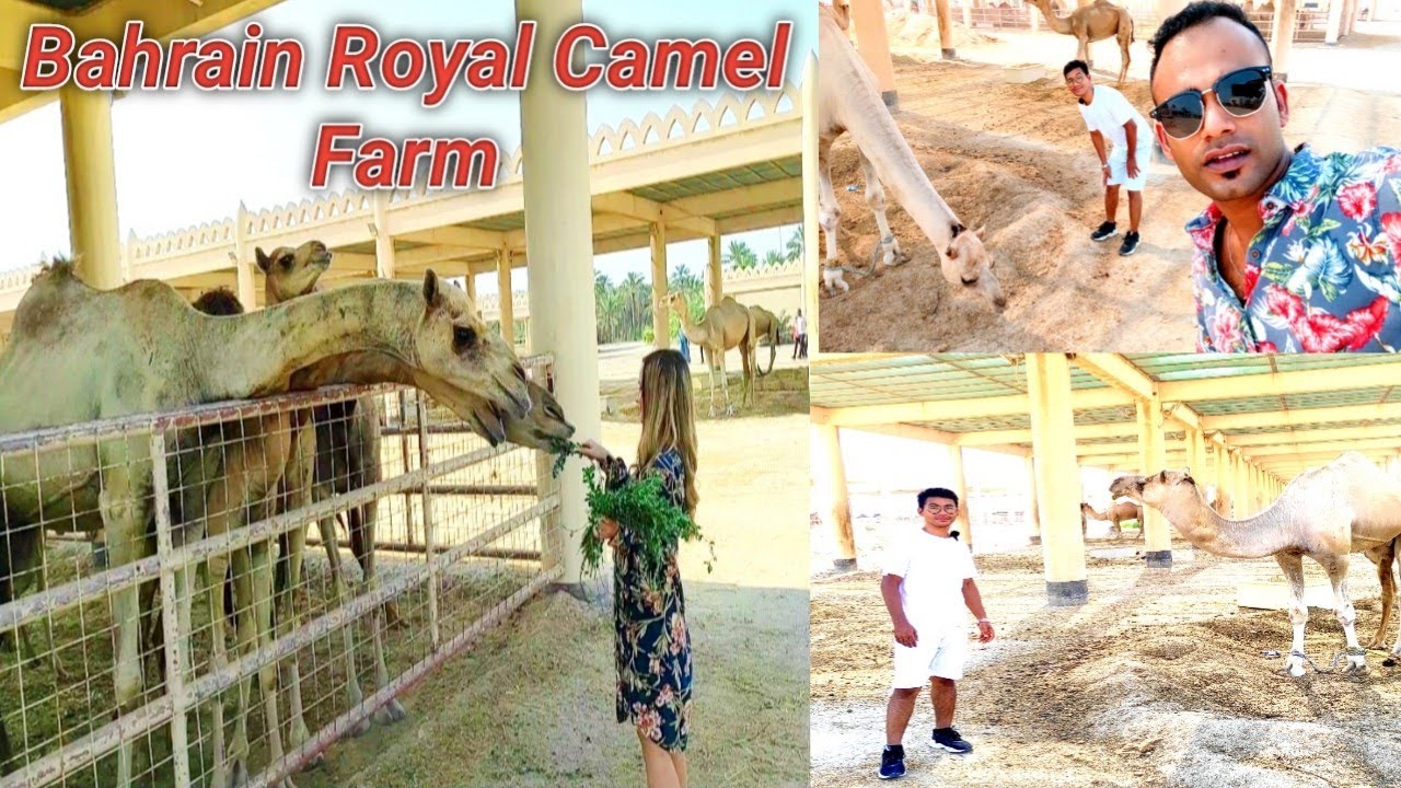 Royal Camel Farm, Janabiya| Bahrain Vlog