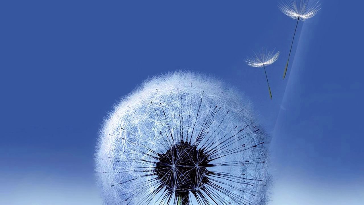 Dansky Beat - Reborn (Original Mix)