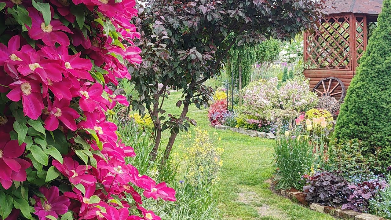 Клематиси ч.2🌸. Огляд сортів клематисів і княжиків. Розмноження клематисів. Компаньйони клематисів