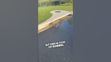 This turtle took off running from her 😂