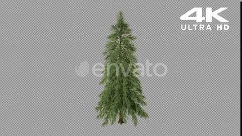 Growing Tree | Motion Graphics - Envato elements