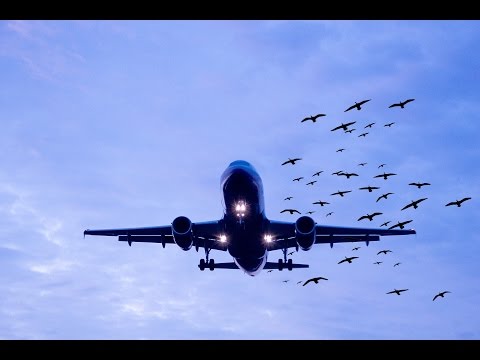 Ascend - the wildlife management solution for airports