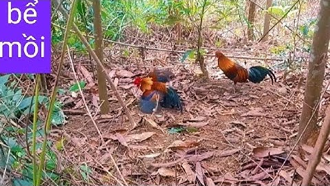 Bẫy gà rừng bằng mồi tơ gặp bổi già bể luôn mồi_gà rừng 24