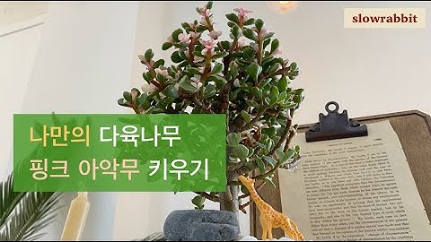 나만의 반려 나무 핑크 아악무(은행목) 키우는 방법