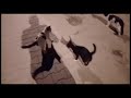 Street cats are very hungry