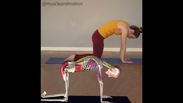 Thumbnail of CAT-COW POSE (Marjaryasana-Bitilasana)🐮 😺