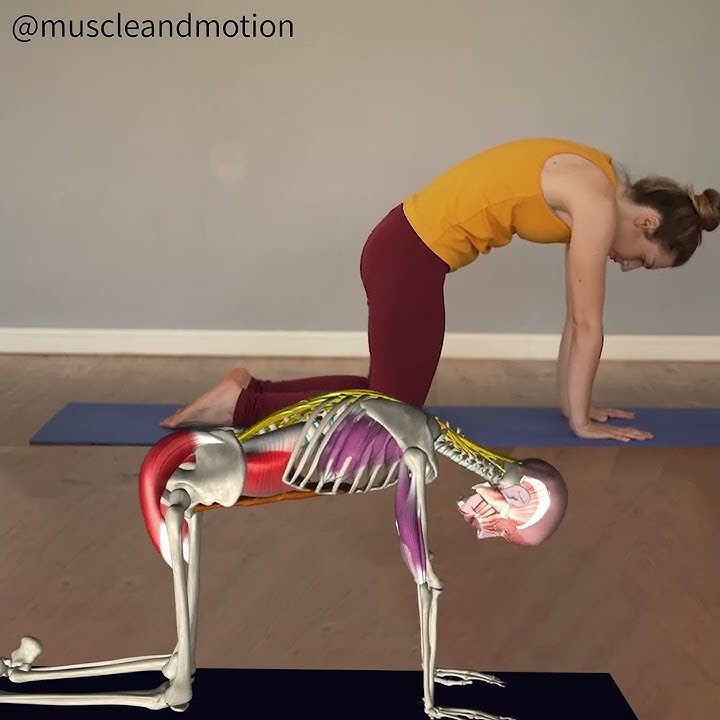 CAT-COW POSE (Marjaryasana-Bitilasana)🐮 😺