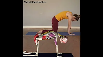 CAT COW POSE Marjaryasana Bitilasana 