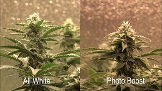 LED Side by Side Grow | Photo Boost Strips