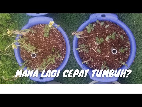 Video: Pengeluaran Semula Clematis Dengan Keratan Pada Musim Panas: Bagaimana Menyebarkan Dengan Keratan Pada Bulan Julai? Penerangan Terperinci Mengenai Proses Ini, Bermula Dari Rumah