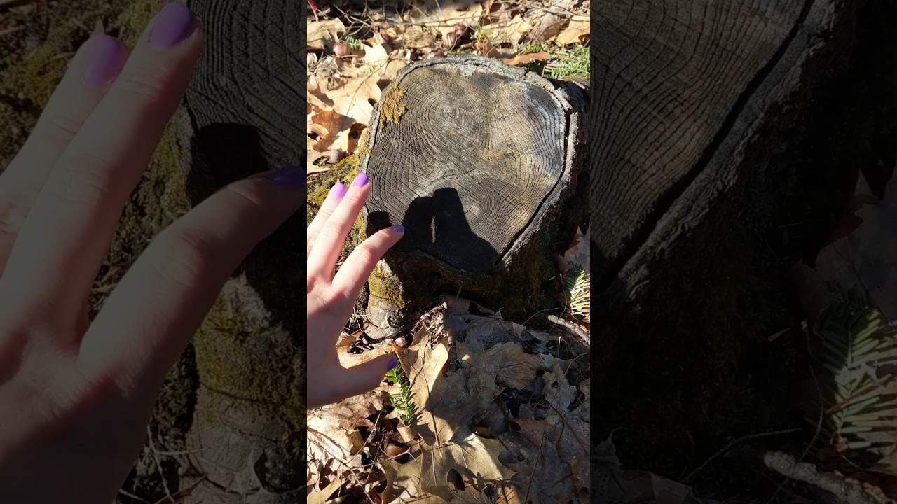 Searching for Organic Shapes Outside