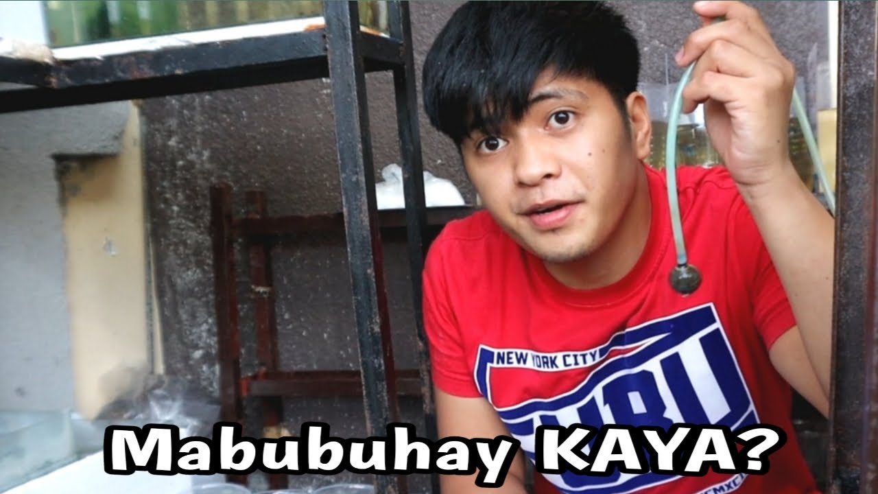 Flowerhorn grooming tips walang AIRPUMP,FILTER!PAANO?watch until the end😱