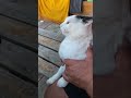 У Мурлыка такое лицо 😁