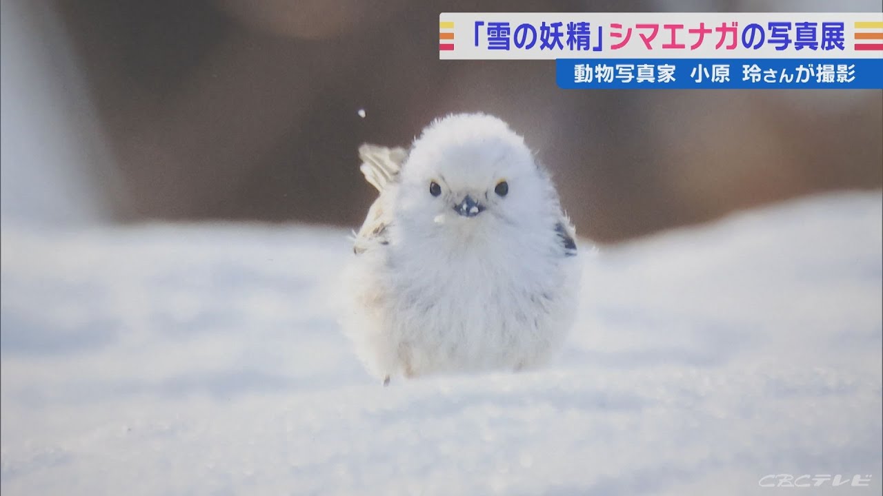 「雪の妖精」シマエナガの写真展が名古屋で開催　『THE TIME,』のマスコットキャラクターにも(2022/8/5)