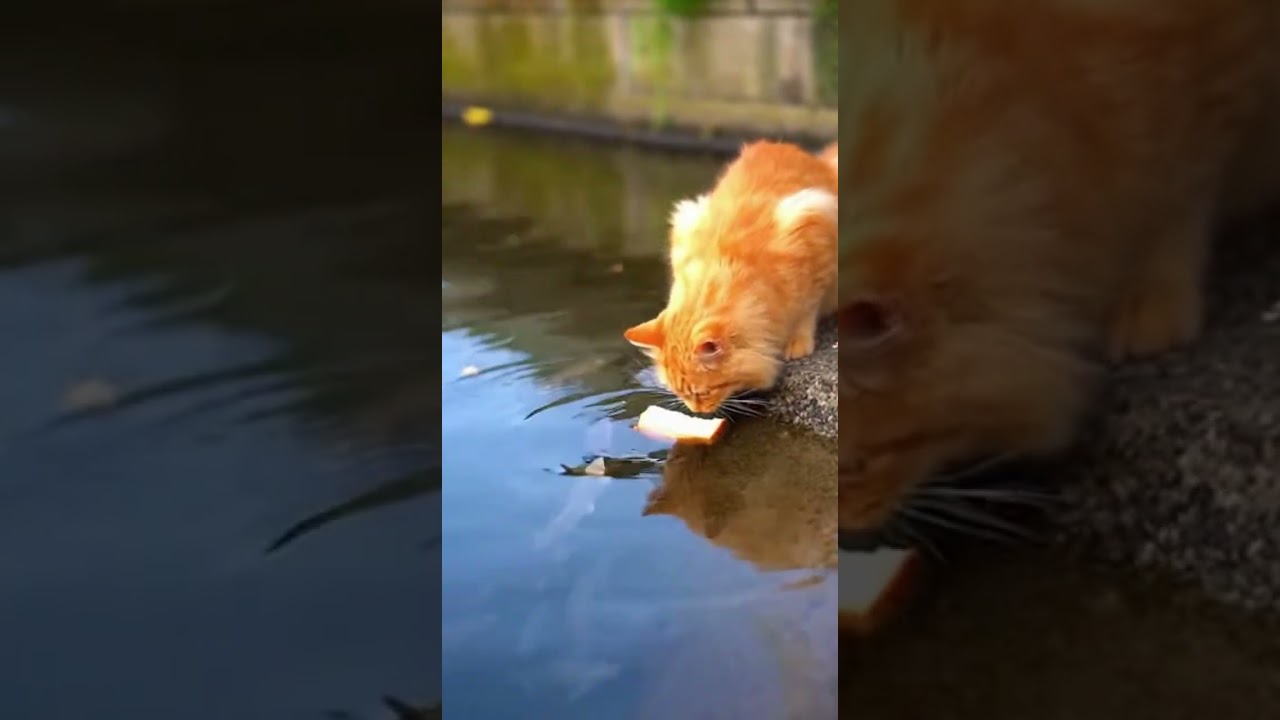 Work Smarter, Not Harder A Ginger Cat’s Secret Fishing Trick.